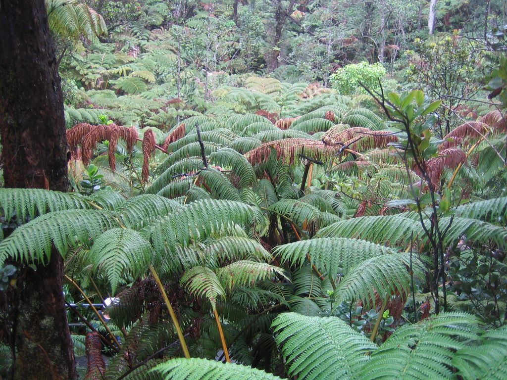 20070115_thurston_lava_tube_03.jpg (large)