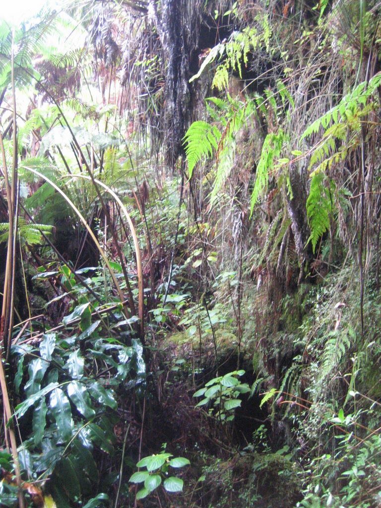 20070115_thurston_lava_tube_08.jpg (large)