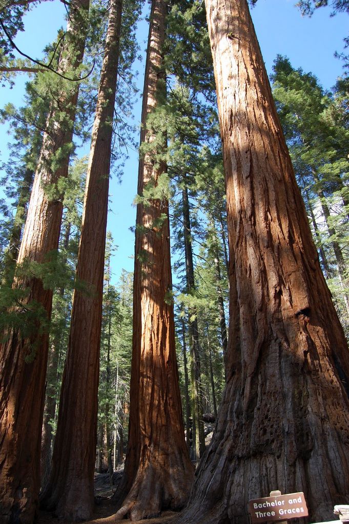 2008_06_02_ca_yosemite_mariposa_grove_22_bachelor_and_3_graces_6_2_2008_4_41_41_pm.jpg (large)