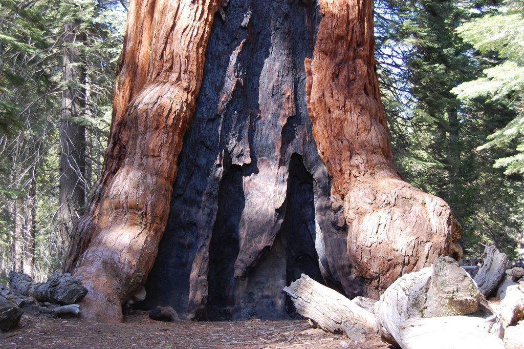2008_06_02_ca_yosemite_mariposa_grove_30_grizzly_giant_6_2_2008_4_51_51_pm.jpg (large)