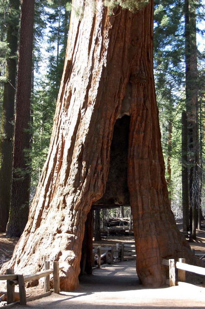 2008_06_02_ca_yosemite_mariposa_grove_54_other_tunnel_tree_6_2_2008_4_56_17_pm.jpg (large)