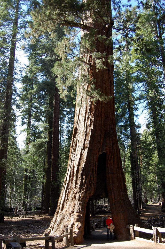 2008_06_02_ca_yosemite_mariposa_grove_54_other_tunnel_tree_6_2_2008_4_56_47_pm.jpg (large)