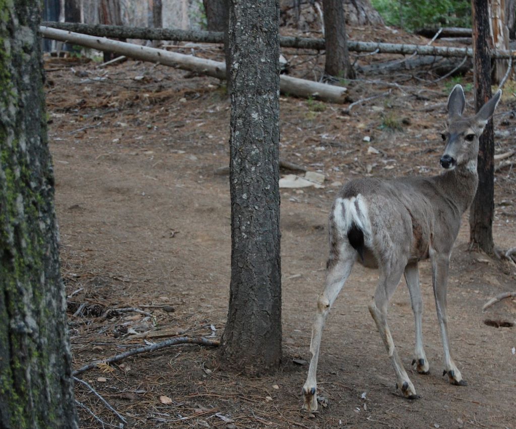 2008_06_02_ca_yosemite_mariposa_grove_mule_deer_6_2_2008_7_41_25_pm.jpg (large)