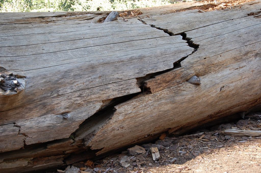 2008_06_02_ca_yosemite_mariposa_grove_tunnel_tree_explanation__141.jpg (large)