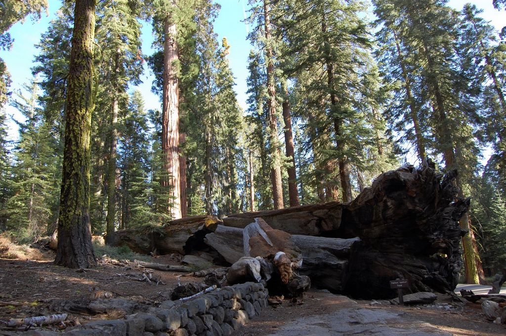2008_06_02_ca_yosemite_mariposa_grove_wawona_tunnel_tree_6_2_2008_6_29_13_pm.jpg (large)