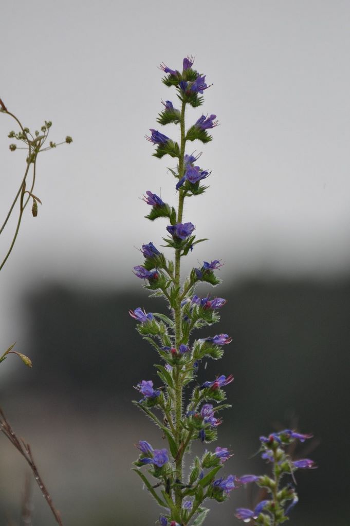 2009_07_18_germany_burghausen_castle_238_flower_shot_1.jpg (large)